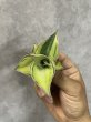 画像3: ピングイキュラ斑入り(D.pinguicula variegata) (3)