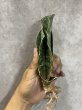 画像3: 【割引】シミタリフォルミスシルバー(D.scimitariformis'Silver') (3)