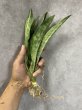 画像1: ビッグスプーン斑入り(D.concinna 'Big Spoon'variegata) (1)