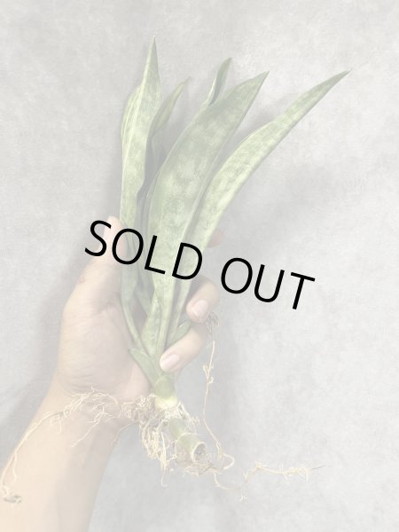 画像1: ビッグスプーン斑入り(D.concinna 'Big Spoon'variegata) (1)