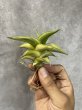 画像1: ラブラノス23251斑入り(D.Lavranos23251 variegata) (1)