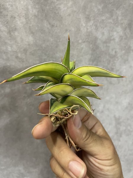 画像2: ラブラノス23251斑入り(D.Lavranos23251 variegata) (2)