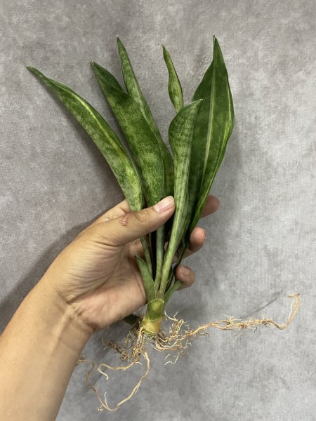 画像2: ビッグスプーン斑入り(D.concinna 'Big Spoon'variegata) (2)