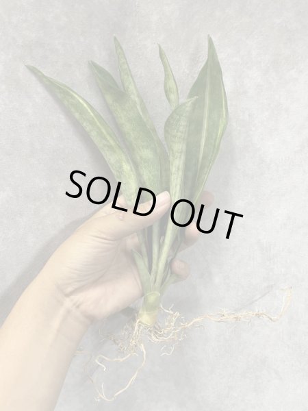 画像2: ビッグスプーン斑入り(D.concinna 'Big Spoon'variegata) (2)