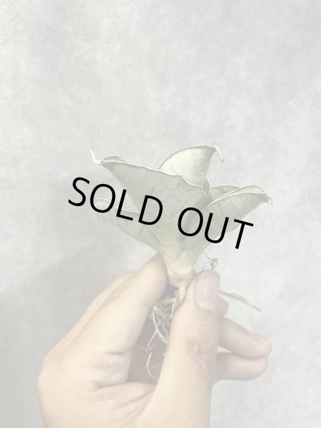 画像2: エンジェルローズ(D.Angel Rose) (2)