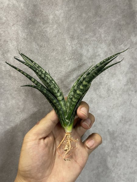 画像2: スキナリ(D.Skinari) (2)