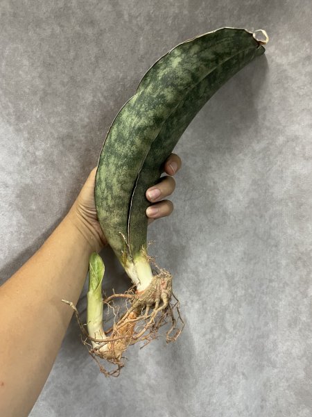 画像4: 【割引】シミタリフォルミスR944斑入り(D.scimitariformis'R944'variegata) (4)