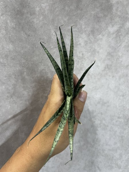 画像4: スキナリ(D.Skinari) (4)