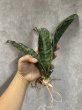 画像1: シミタリフォルミスR944(D.scimitariformis'R944') (1)