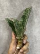 画像1: 【割引】シミタリフォルミスシルバー(D.scimitariformis'Silver') (1)