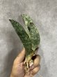 画像2: 【割引】シミタリフォルミスシルバー(D.scimitariformis'Silver') (2)