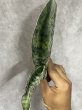 画像1: タイガーブルー斑入り(D. Tiger Blue variegata) (1)