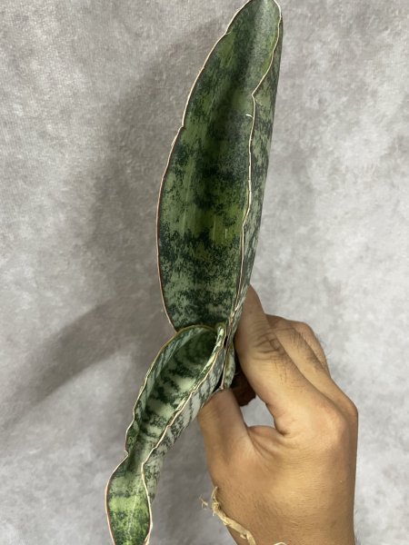 画像1: タイガーブルー斑入り(D. Tiger Blue variegata) (1)