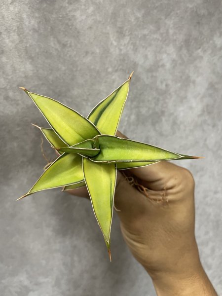 画像3: ラブラノス23251斑入り(D.Lavranos23251 variegata) (3)