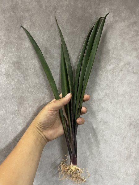 画像2: バイオレット(D.Violet) (2)