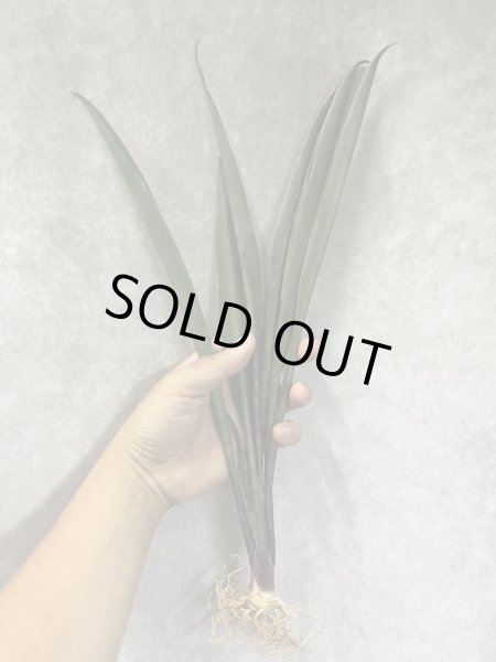 画像2: バイオレット(D.Violet) (2)