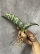 画像5: タイガーブルー斑入り(D. Tiger Blue variegata) (5)