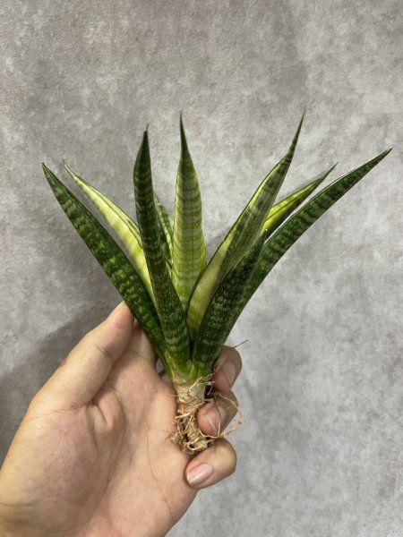 画像3: チャイヨ(D.Chaiyo) (3)