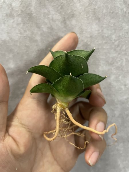 画像2: エスプレッソ(D.Espresso) (2)