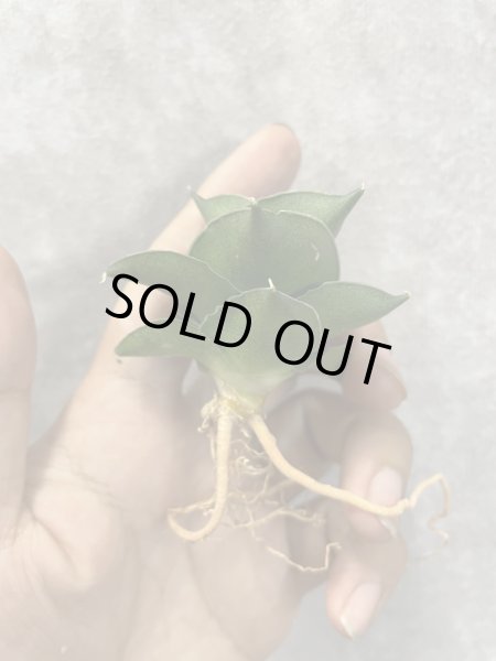 画像2: エスプレッソ(D.Espresso) (2)