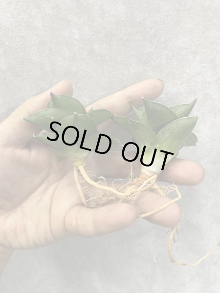 画像1: エスプレッソ(D.Espresso) (1)