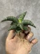 画像2: タランチュラ(D.Tarantura) (2)