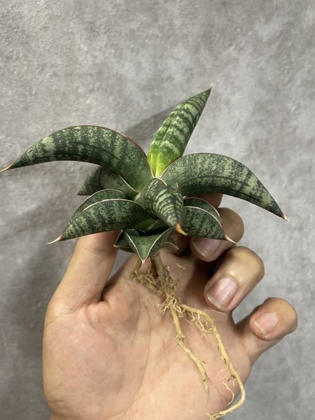 画像2: タランチュラ(D.Tarantura) (2)