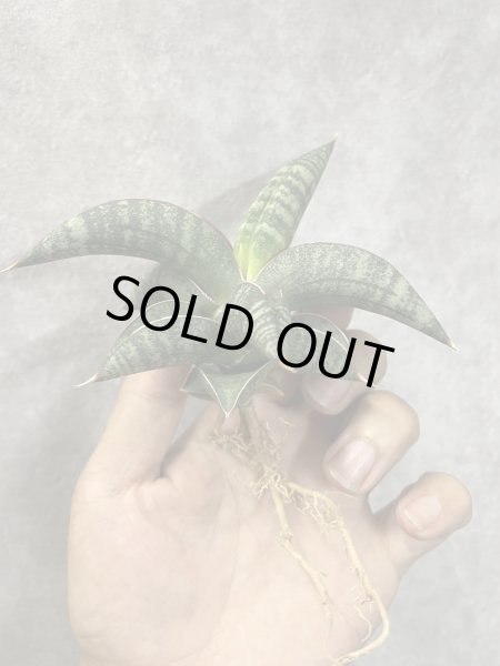 画像2: タランチュラ(D.Tarantura) (2)