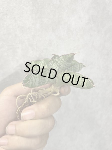 画像3: June001(仮)(D.June001) (3)