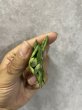画像3: ミニボンセル斑入り(D.Mini Boncel variegata) (3)