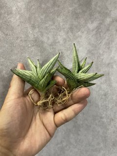 サンスベリア ジュピター Sansevieria Jupiter サンセベリア ジュピター「Sansevieria Jupiter」29E-1 | SHOUCH