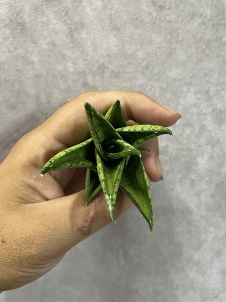 画像3: スリパツム(D.Sripathum) (3)