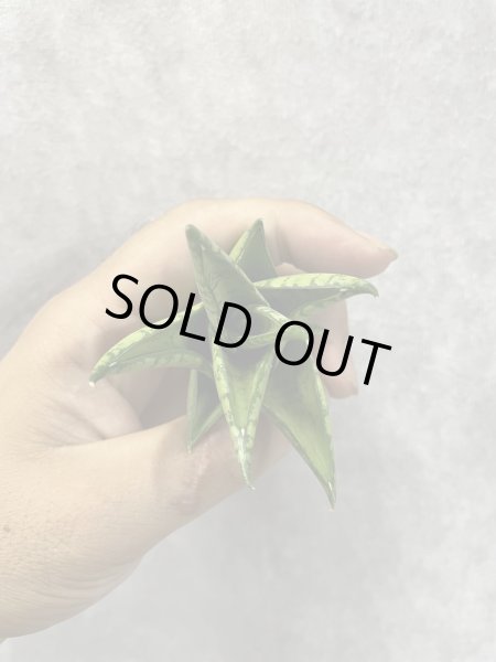 画像3: スリパツム(D.Sripathum) (3)