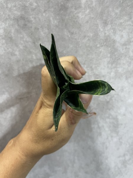 画像3: ブラックパゴダ(D.Black Pagoda) (3)