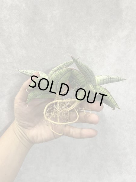 画像1: June003(仮)(D.June003) (1)