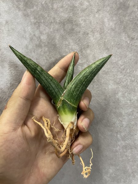 画像2: レニータ(D.Renita) (2)