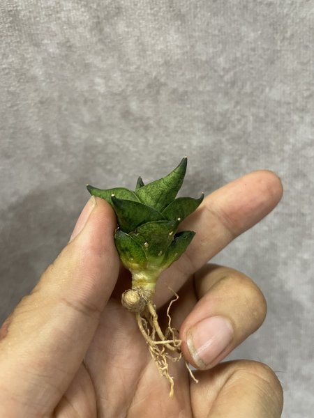 画像3: ホテイ(D.Hotei) (3)