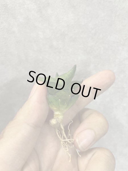 画像3: ホテイ(D.Hotei) (3)