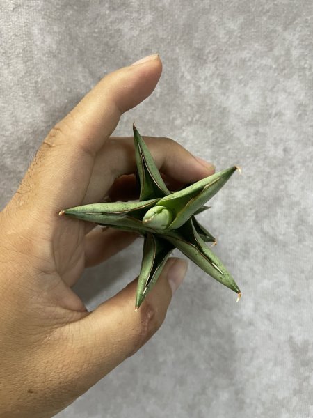 画像4: プロトン(D.Proton) (4)