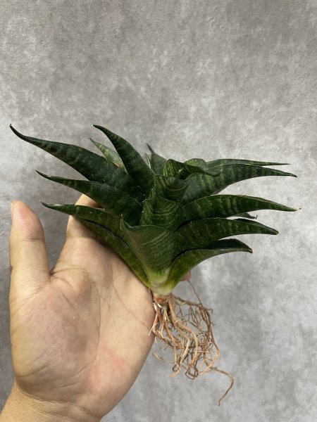 画像2: ブラックパゴダ(D.Black Pagoda) (2)