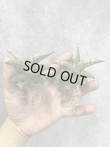 画像1: ラベンダー(D.Lavender) (1)