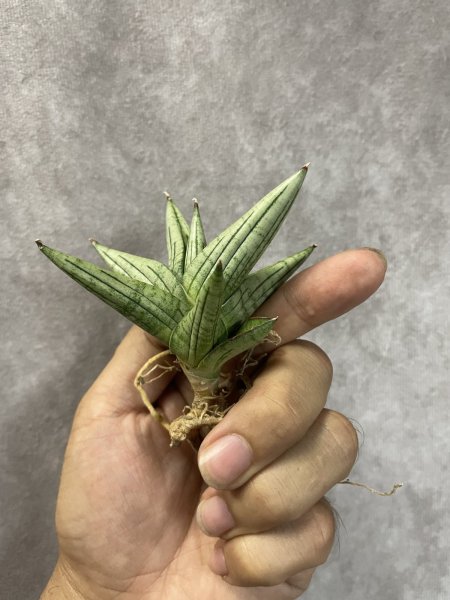 画像2: ジュピター(D.Jupiter) (2)