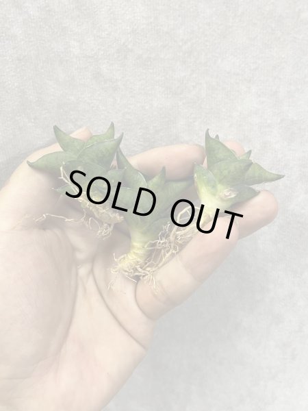 画像1: ホテイ(D.Hotei) (1)