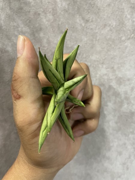 画像3: ポムポム(D.Pompom) (3)