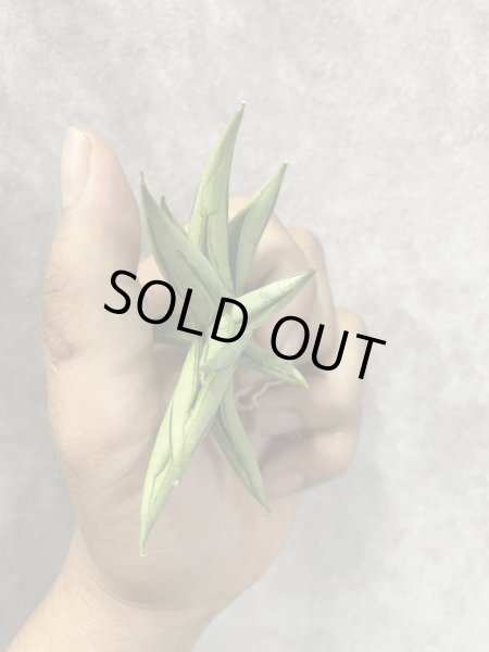 画像3: ポムポム(D.Pompom) (3)