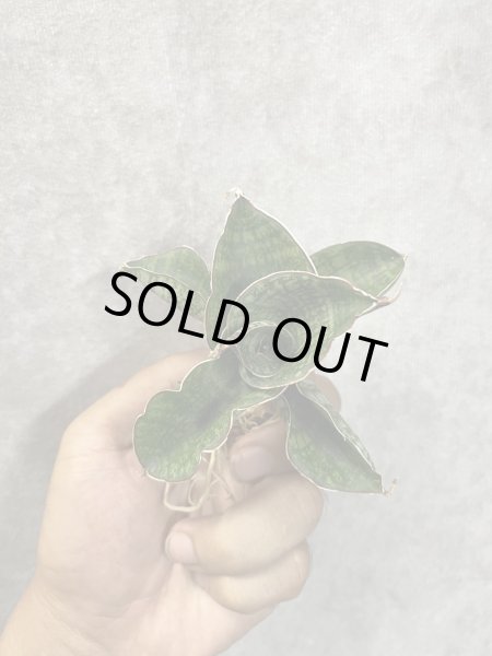 画像2: June001(仮)(D.June001) (2)