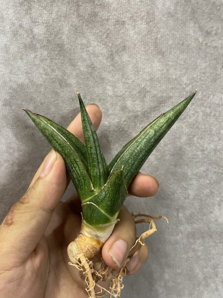 画像3: レニータ(D.Renita) (3)