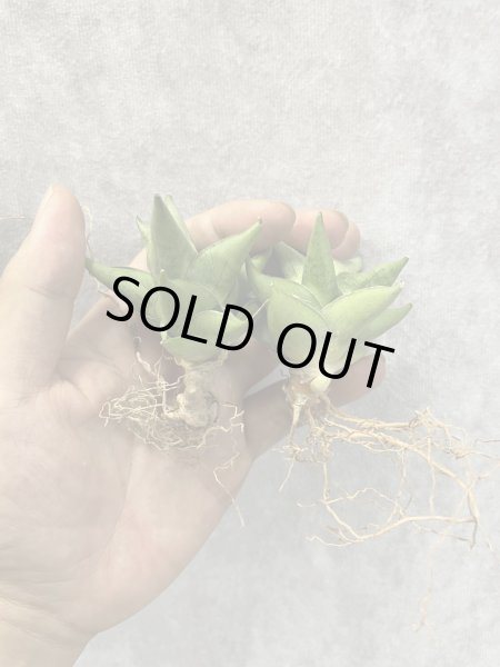 画像1: トットチャン(D.Totto Chan) (1)