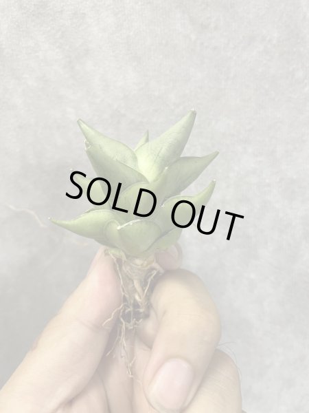 画像4: トットチャン(D.Totto Chan) (4)