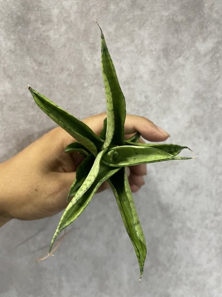 画像3: June002(仮)(D.June002) (3)